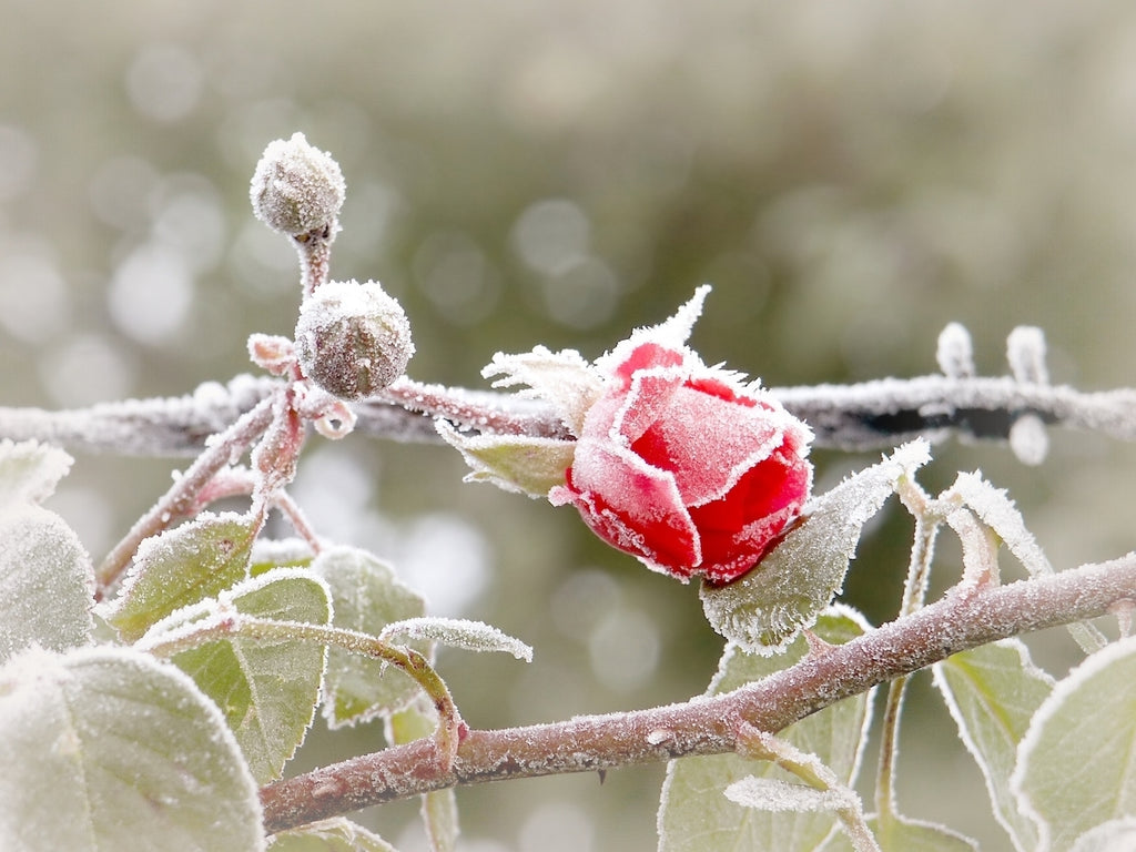The Rose Tree Cold Weather Organic Skincare Cheat Sheet