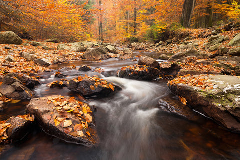 An image of a rushing brook through a rocky river bed covered in leaves lined by mid autumn trees