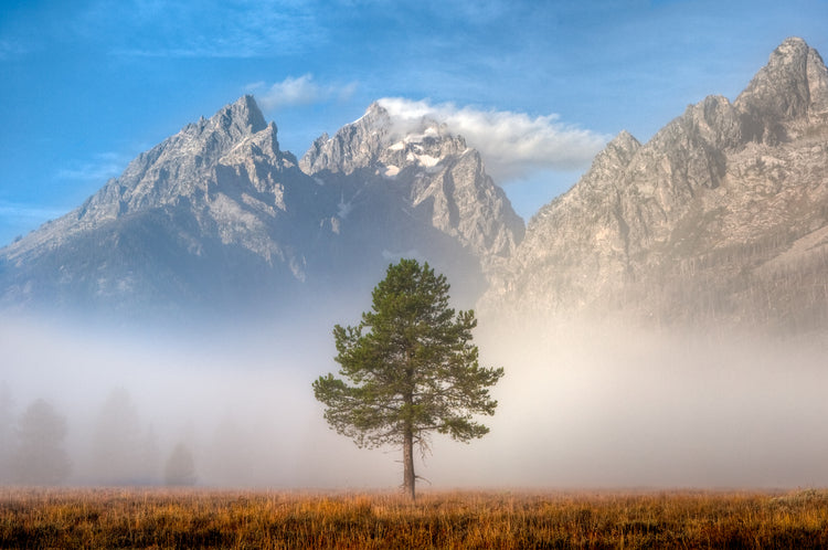 An image of a single tree in a field with huge rocky mountains behind it separated by a think layer of fog