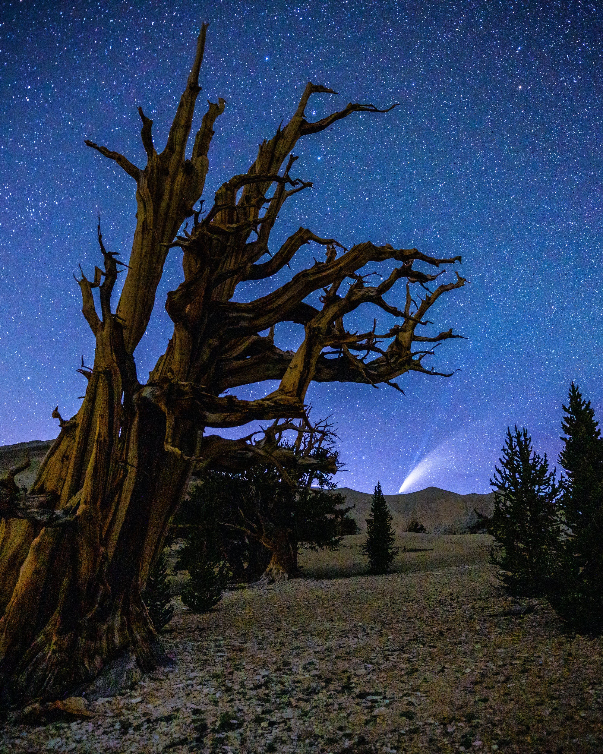 Backlit image of bare tree against starry sky by Dustin Kukuk