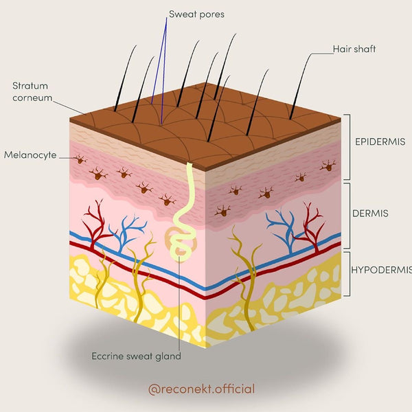 PAMOJA NATURAL SKINCARE WHAT IS A SKIN BARRIER