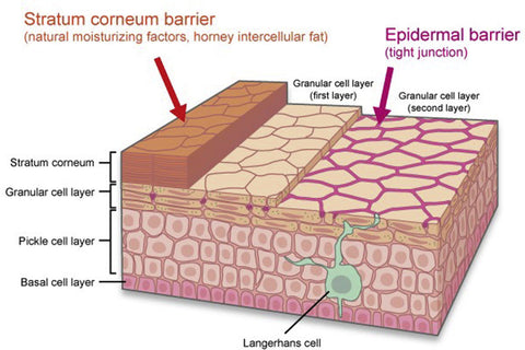 skin barrier repair pamoja skincare