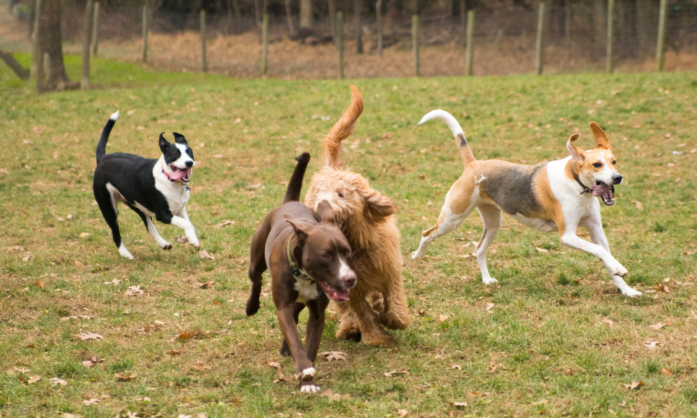 Dogs Playing Outside Together 