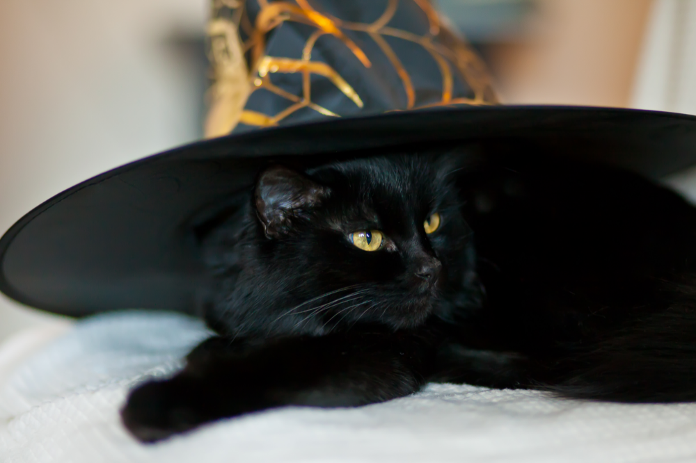 Black Witch Cat 