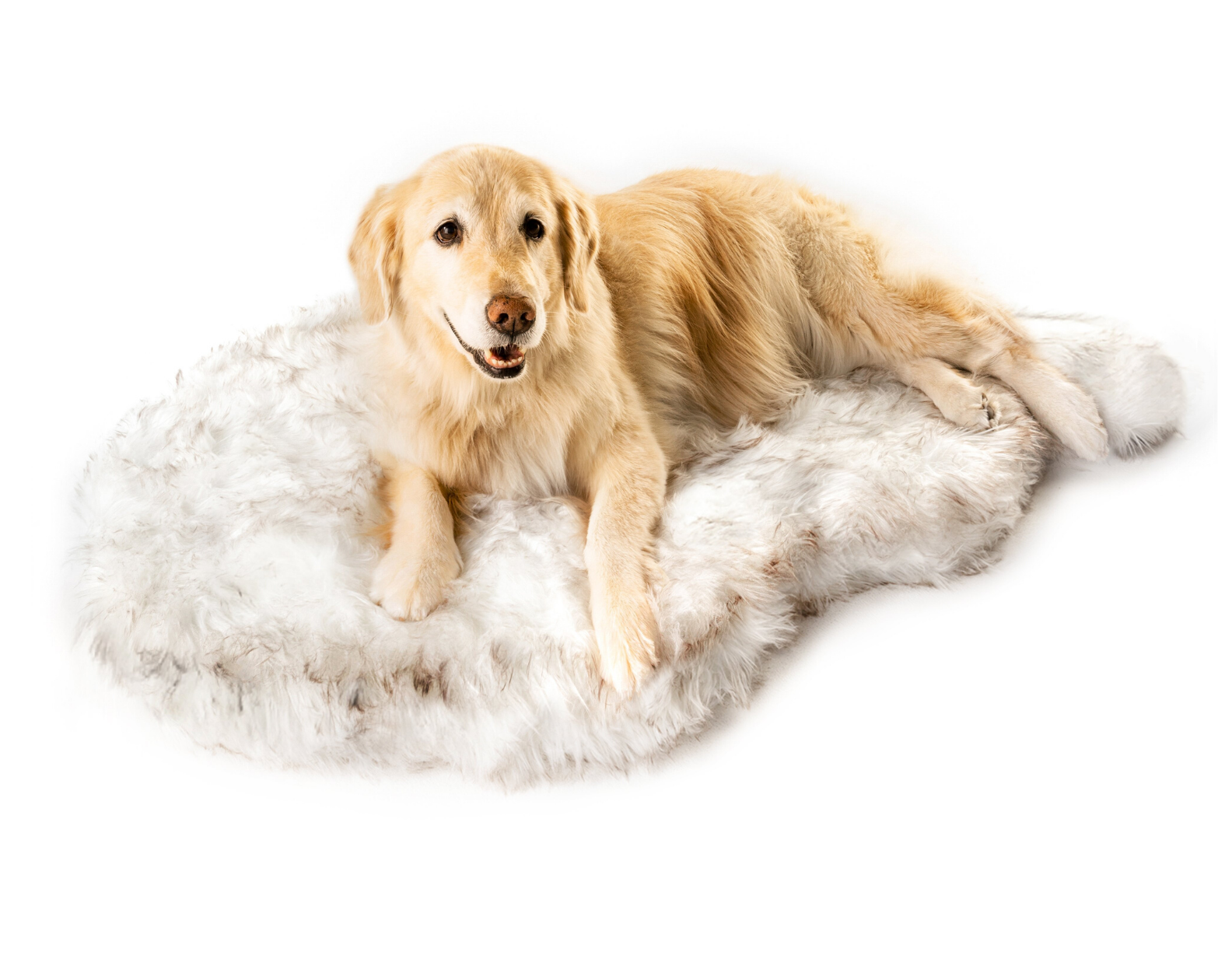 memory foam dog bed canada