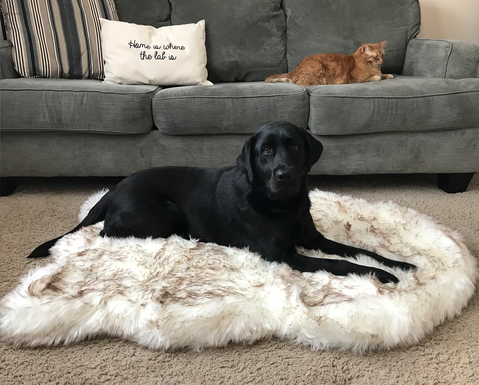 Memory Foam Orthopedic Dog Bed 