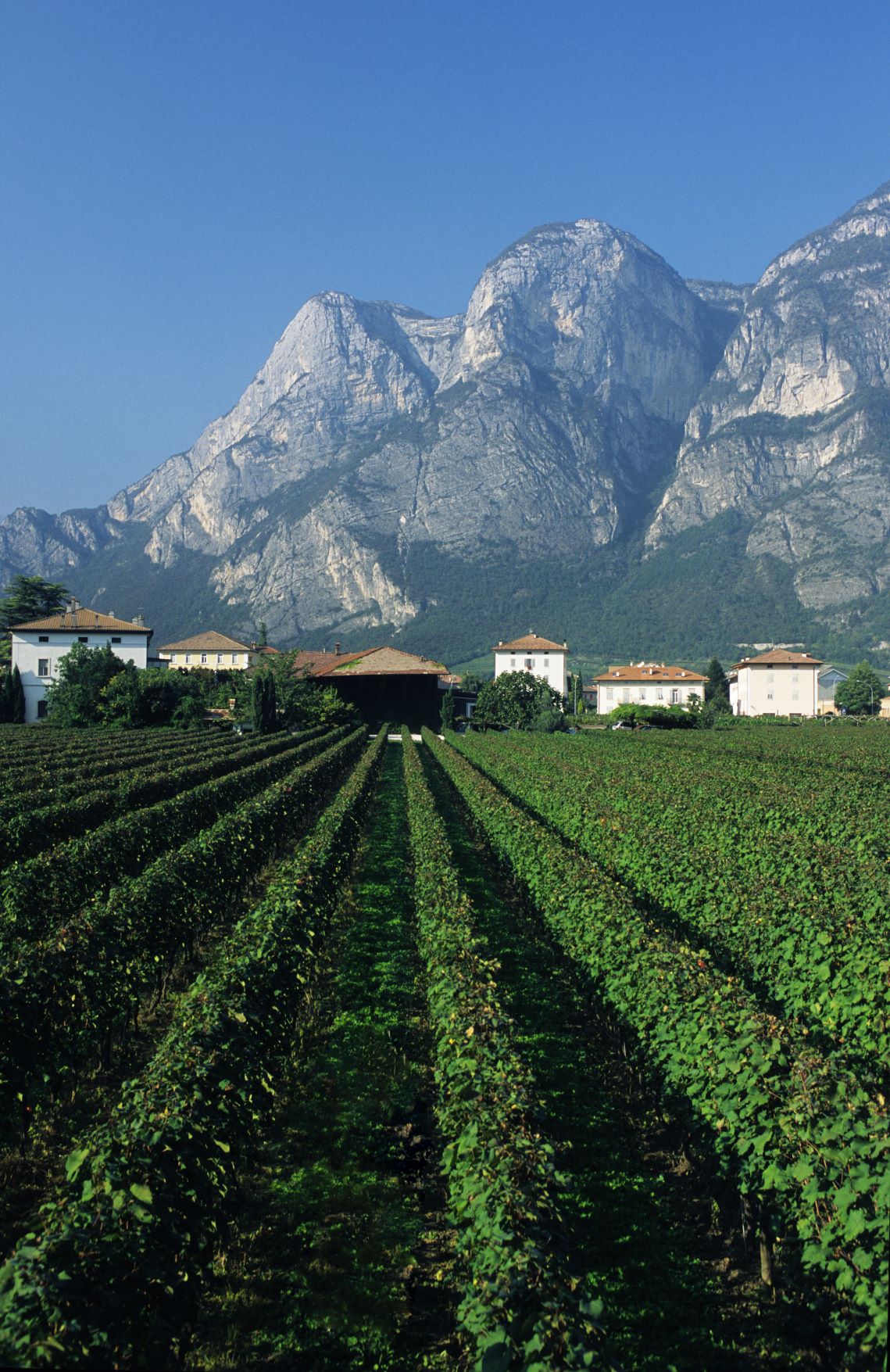 Vigna Trentino