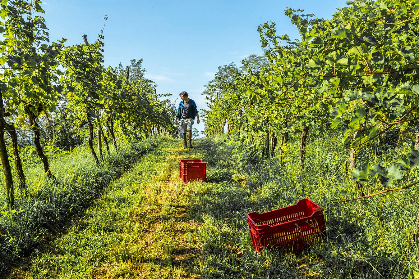 Vigna Friuli