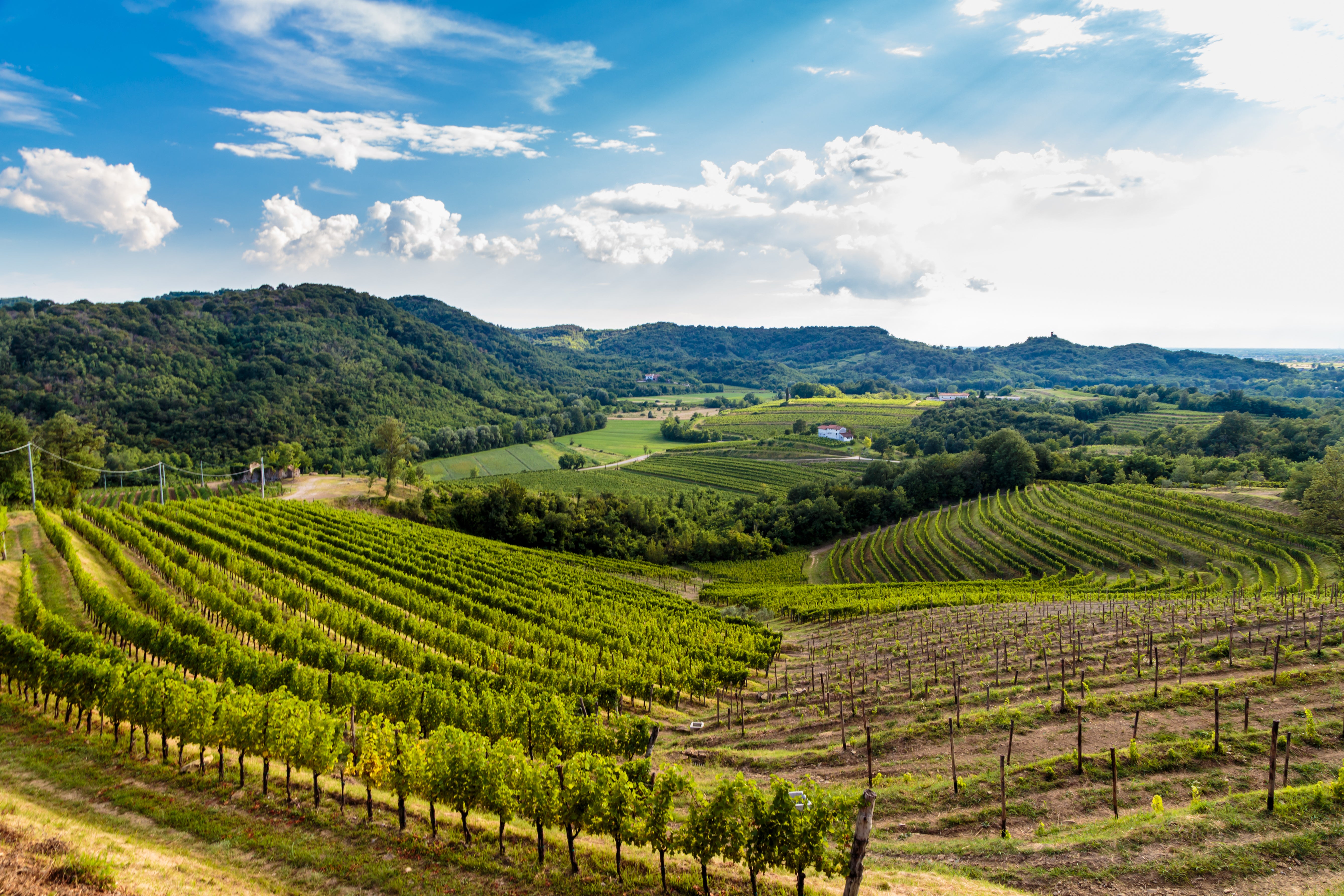 Vigna Friuli Venezia Giulia