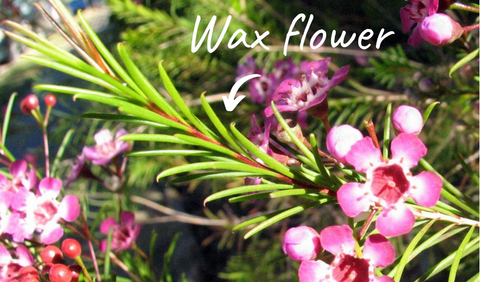 Wax Flower