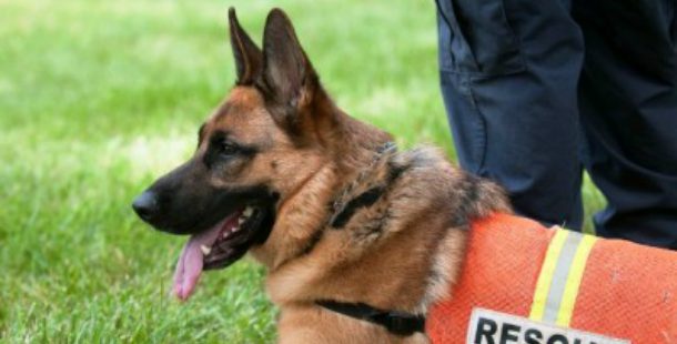 how much does it cost to train a search and rescue dog