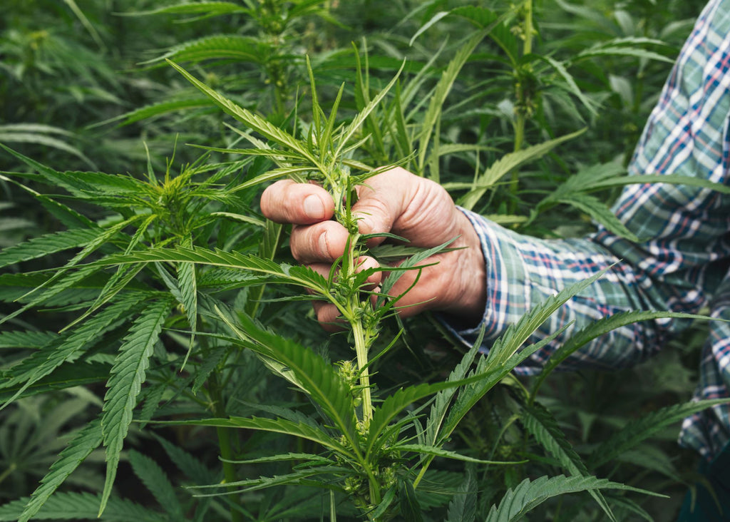 Hemp farm