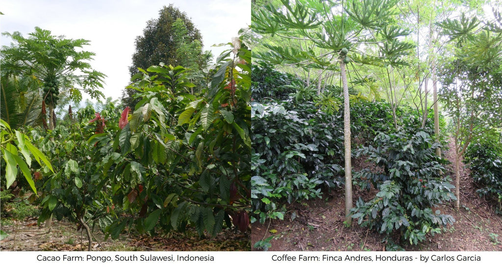 Cacao coffee farms difference