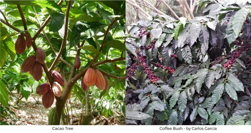 How do coffee chocolate grow? Cacao tree coffee bush