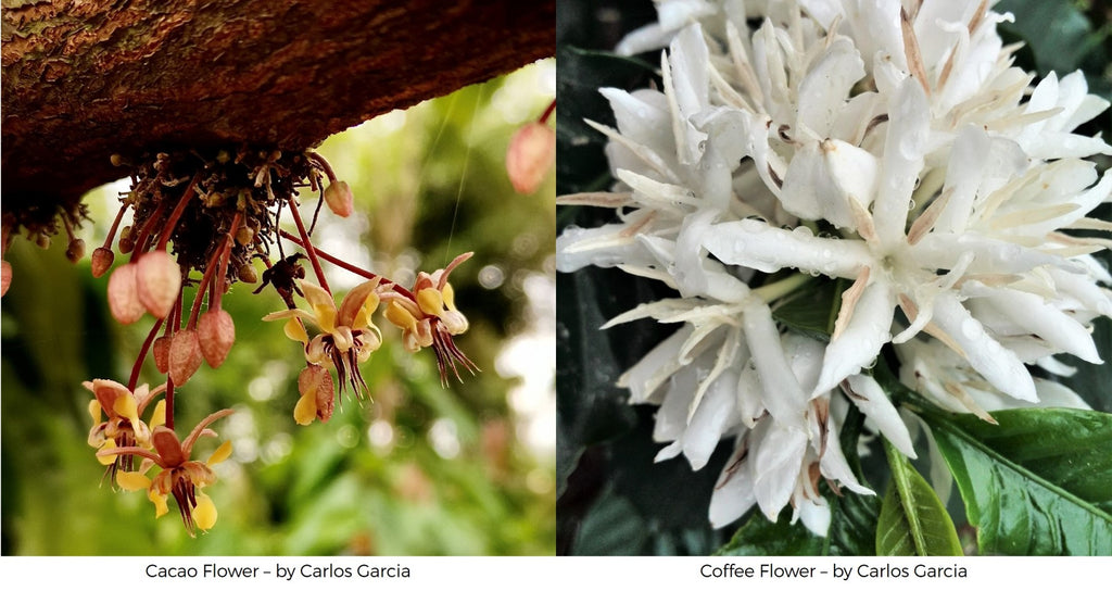 How are cacao and coffee pollinated? cacao coffee flowers