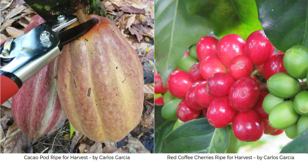What's the difference between Cacao and Coffee Fruit? Cacao pod coffee cherries
