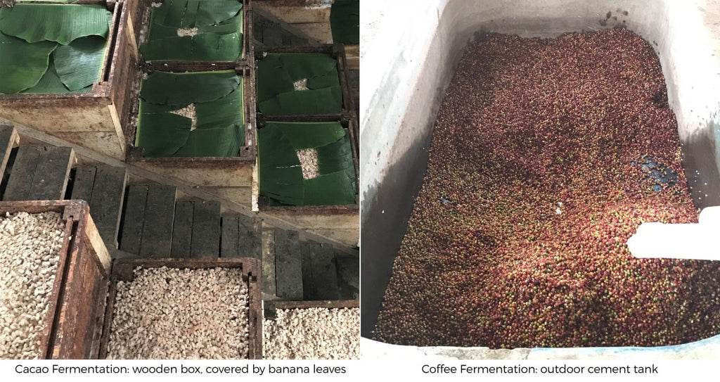 How are coffee and cacao fermented? fermentation boxes and tanks