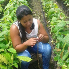 Sandra Bueso Grafting a Cacao Plant in a Nursery
