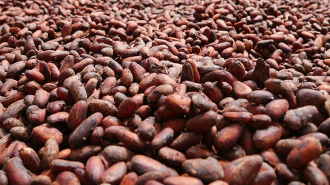 Cocoa Beans drying in the sun