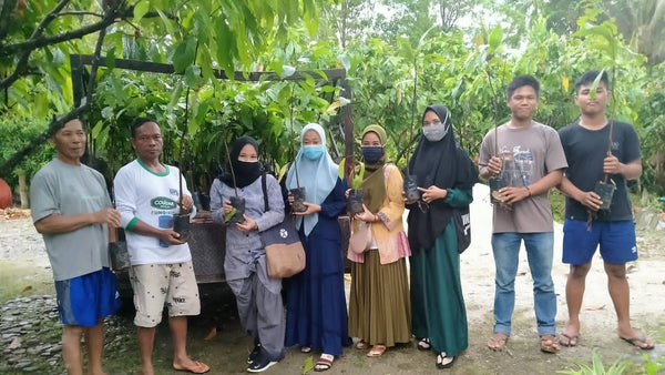 Cacao Seedlings for Koptan Masagena