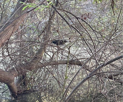 long legged bird on branch over pond
