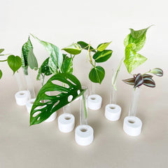 Plant Projects for Kids