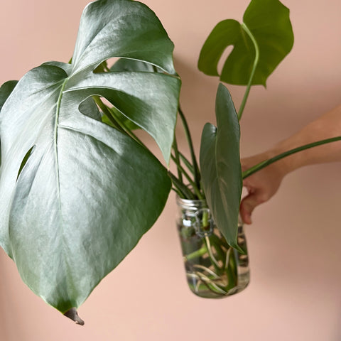 Photo of jar being held with monstera deliciosa pruned leaves for propagation