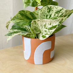 Marble Queen Pothos in Iguazu Planter