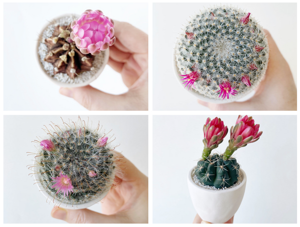 4 Steps to Get your Cactus and Succulent to Bloom