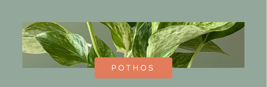 Pothos Houseplant for Water Propagation