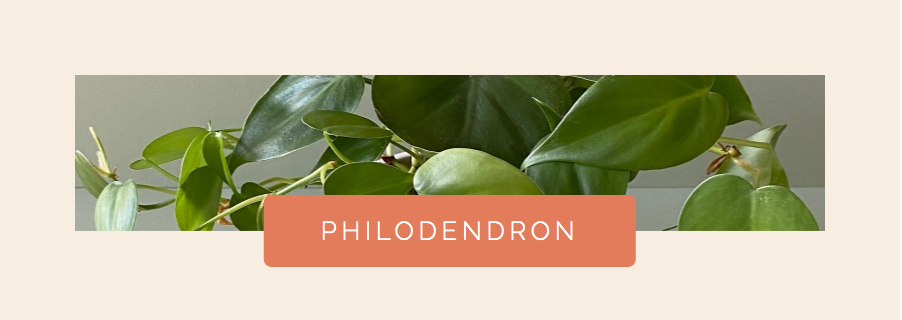 Philodendron Houseplant for Water Propagation