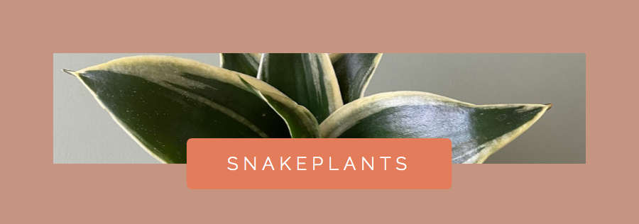 Snakeplant Houseplant For Water Propagation