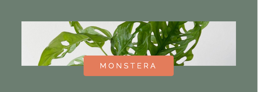 Monstera Houseplant for Water Propagation