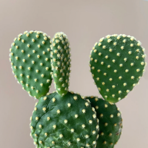 Underwatered cactus with wrinkles