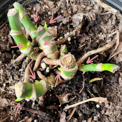 Photo of baby leaves pushing out of monstera deliciosa.