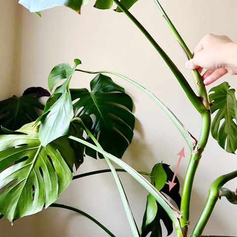 Photo of monstera with large gaps betweens leaves from stretching towards the sun