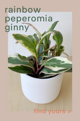 Rainbow Peperomia Ginny