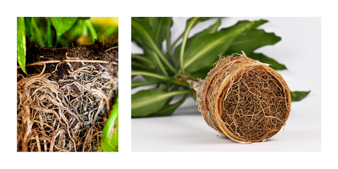 Root bound houseplants