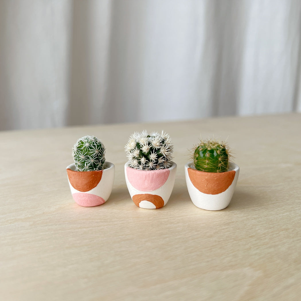 ik luister naar muziek Raadplegen zoet Sonora Mini Cactus Collection