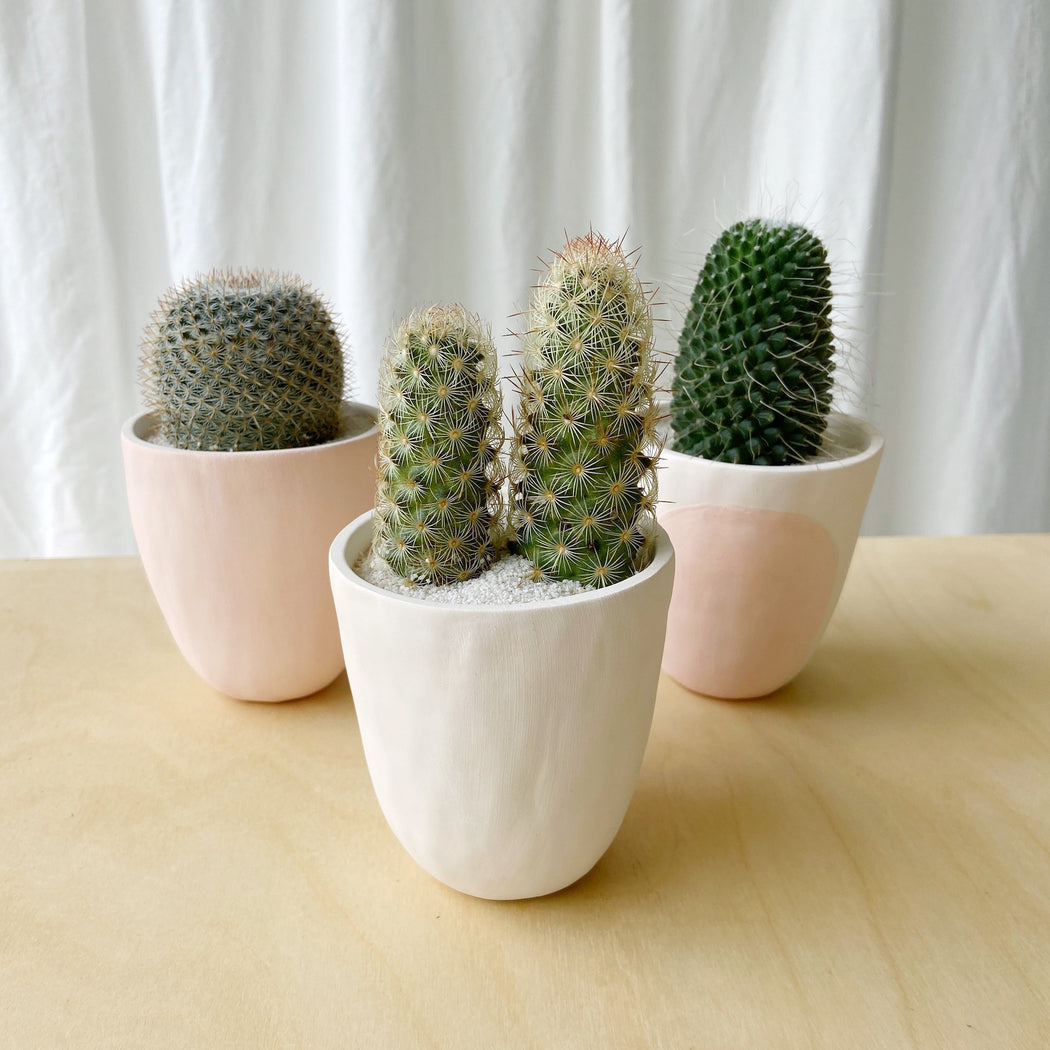 Snooze samenkomen Grappig SURPRISE! Large Cactus + Handmade Ceramic Planter