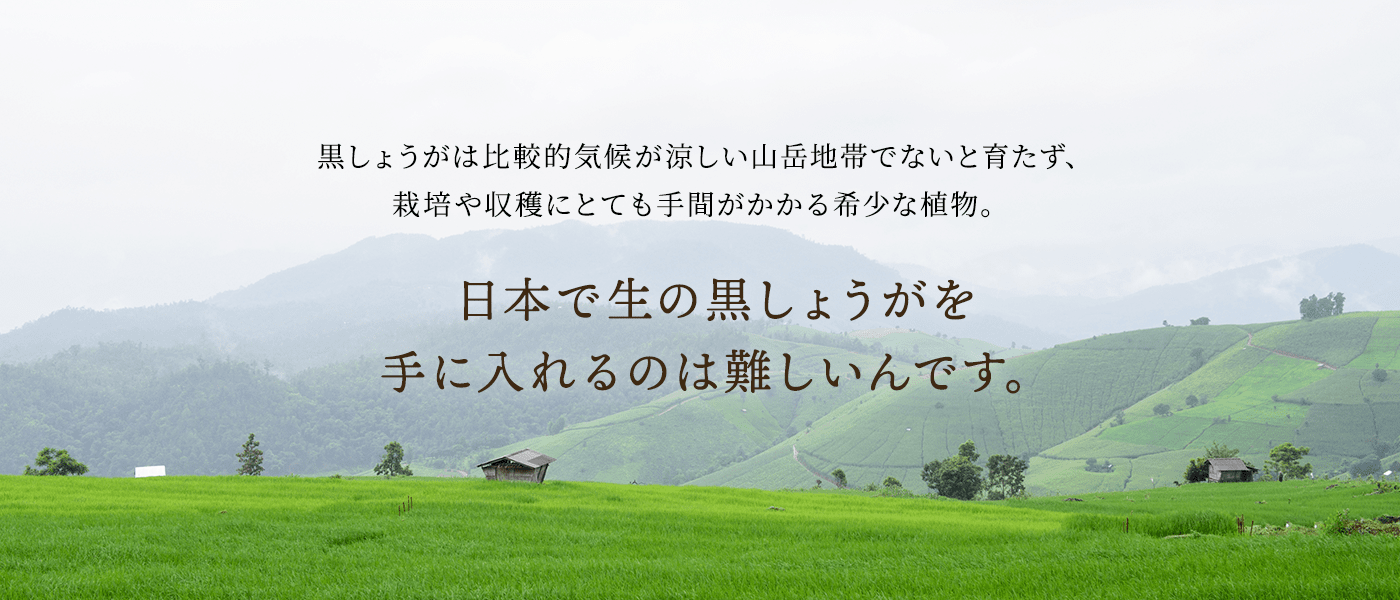 日本で生の黒しょうがを 手に入れるのは難しいんです。