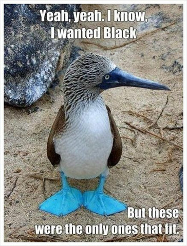 Blue footed booby meme