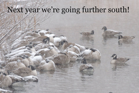 Next year we are going further south! Canada Geese Meme.