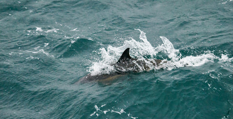 Common dolphins surfacing with spray and dorsal fin showing