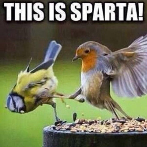 This is Sparta! Robin meme. Robin kicks blue tit off the bird table. 