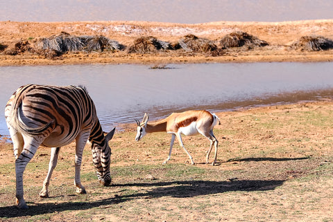 A zebra and a gazelle grazing by a watering hole. Photography by Sharon Sheehan, www.Sharasaur.com