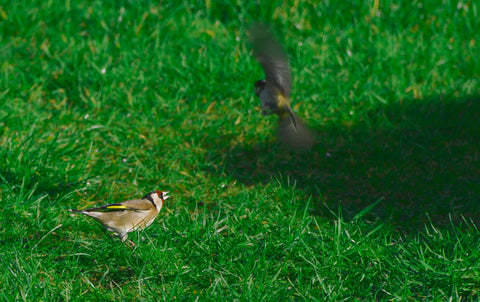 Goldfinch on the ground with a great tit flying away