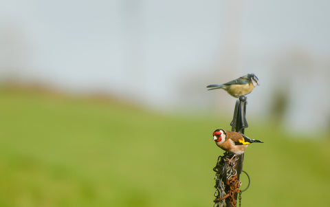Goldfinch on a feeder with a blue tit.