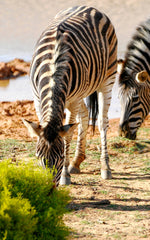 Two striped zebra grazing by a watering hole. Photography by Sharon Sheehan of Sharasaur.com