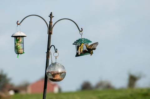 Garden bird feeder with siskins and bird poop